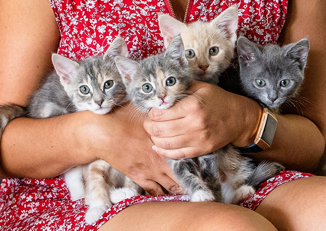 RSPCA foster carer holding four kittens